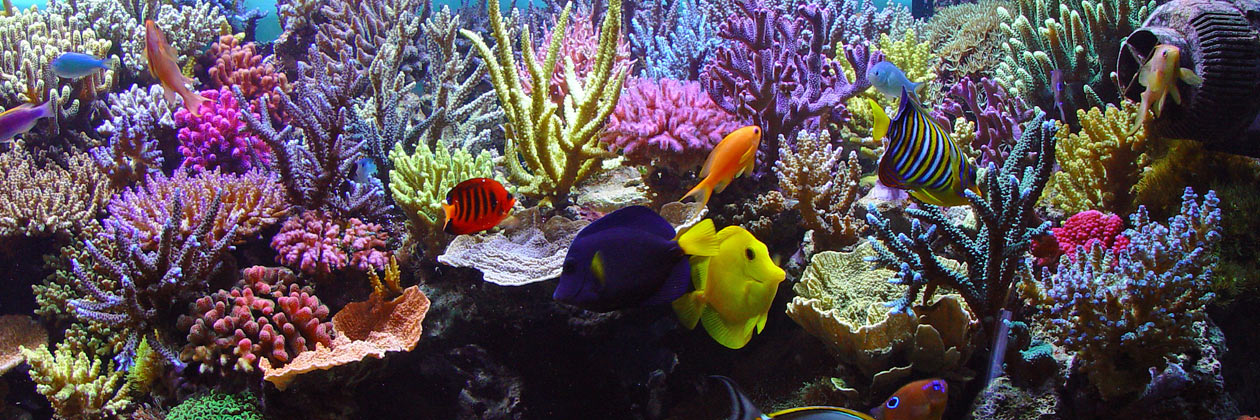 Foto von Meerwasseraquarium auf Startseite in Meerwasser Shop