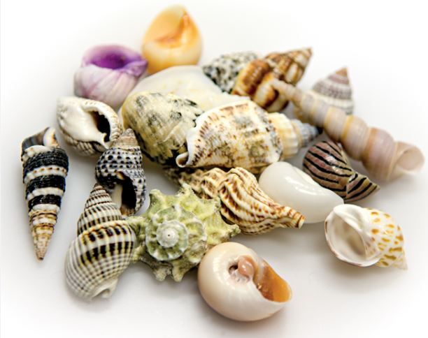 hobby_schneckenhaeuser_gr_sDLAtBTy9x1DGB