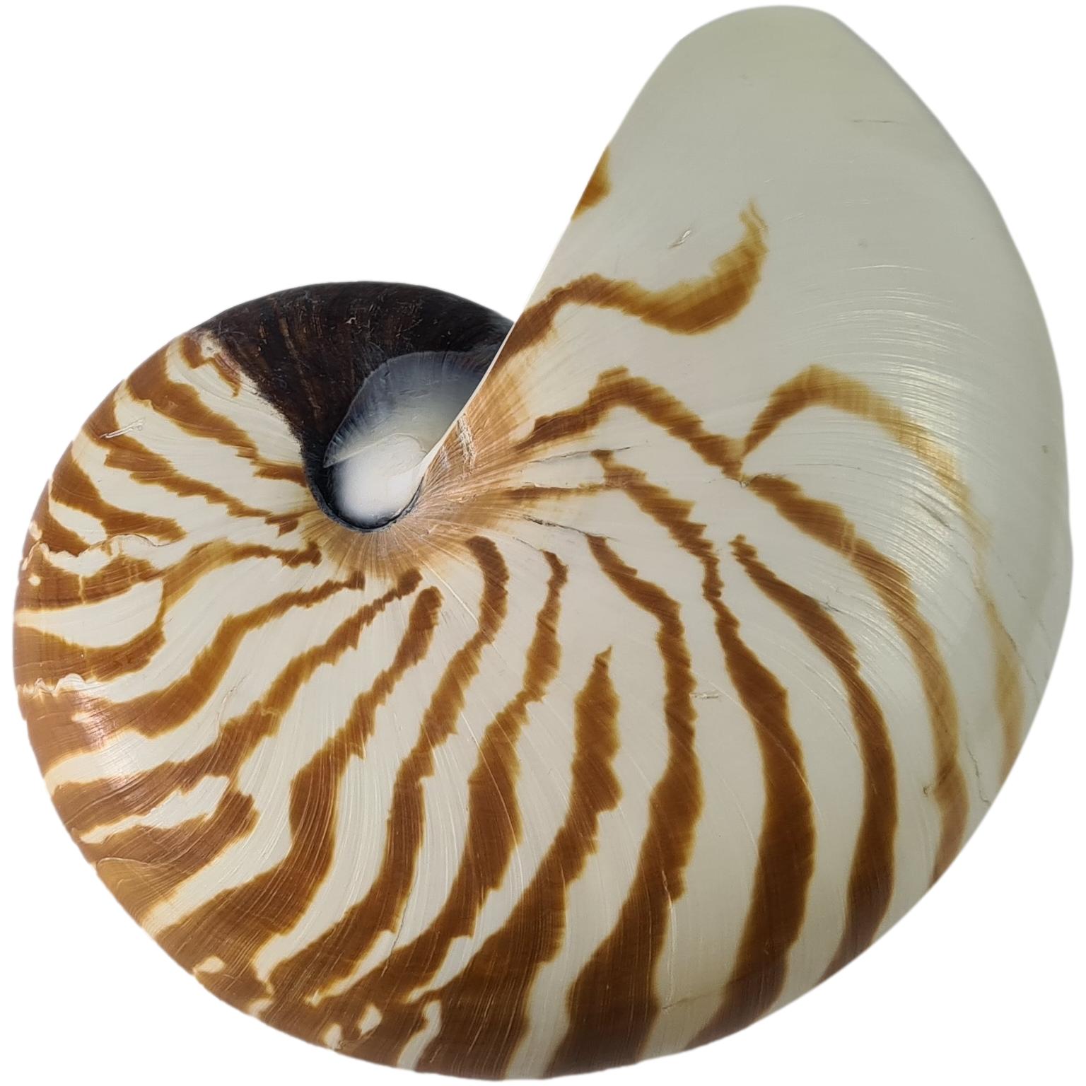 Bild von Gehäuse Nautilus ca. 12 cm