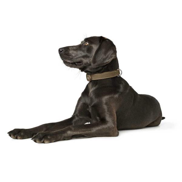 hunter-lederhalsband-hunting-oliv-am-hund-2