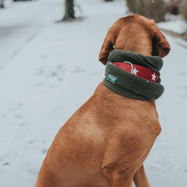 hunde-halsband-magic-bild-mit-hund