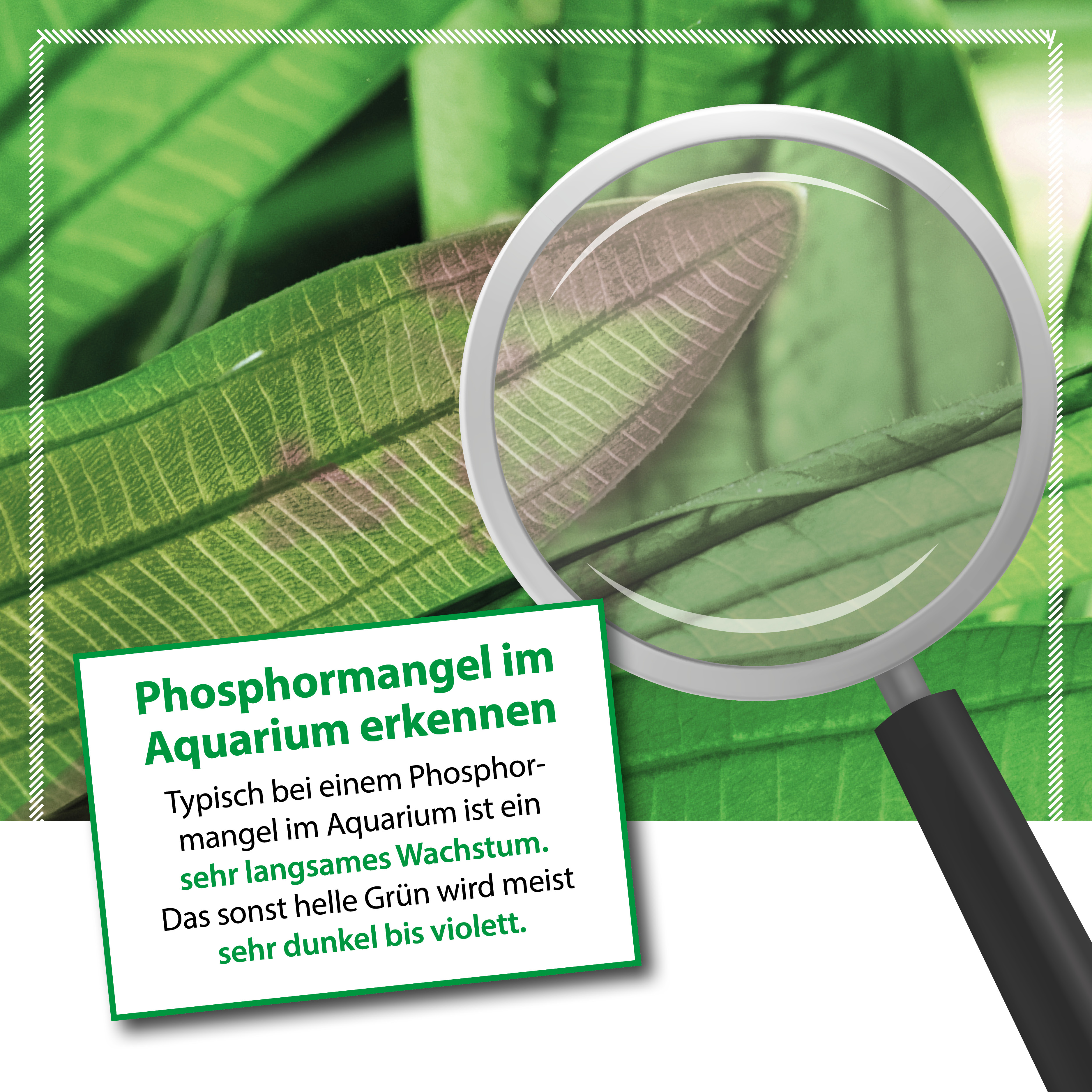 Microbe-Lift Plants P 473 ml Microbe-Lift Plants P 473 ml