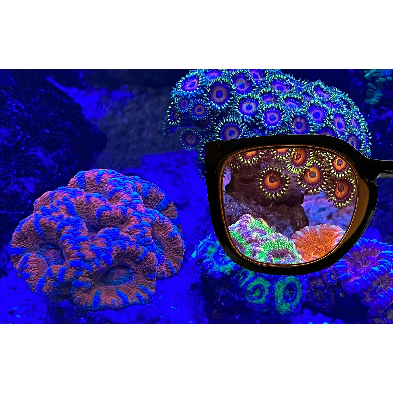 Bild von Aqua-Medic Coral Glasses | Korallen-Brille