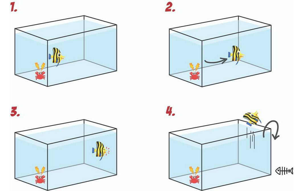 fishguard-springschutzGmw19Gr2qGEVc