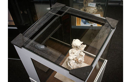 aquarium-fische-springschutzMOGnZ1SHXzHOO