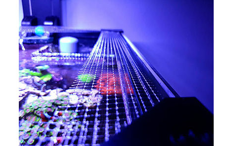 banaquarium-fishguardD7PDszEzl86FL