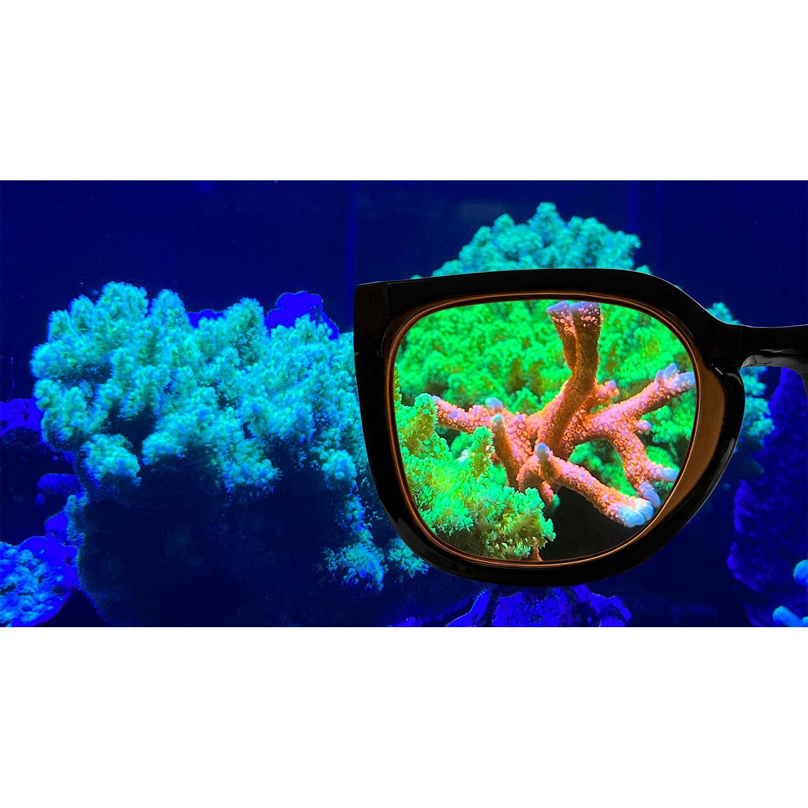 Bild von Aqua-Medic Coral Glasses | Korallen-Brille