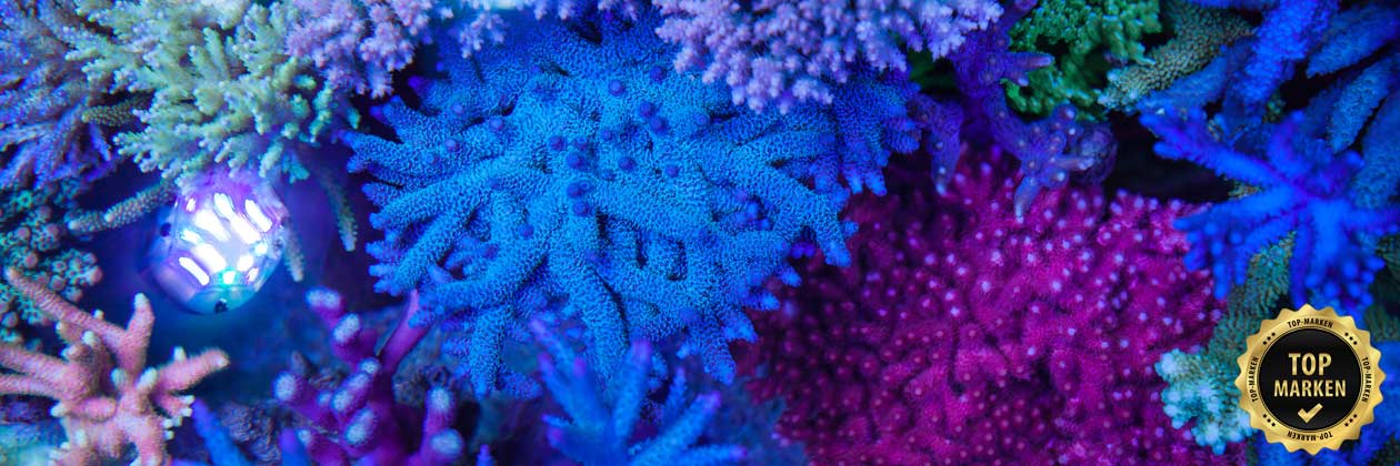 Meerwasser Shop | Zubehör für Meerwasseraquarien Foto von Meerwasseraquarium im Shop