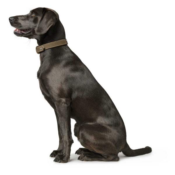 hunter-lederhalsband-hunting-oliv-am-hund