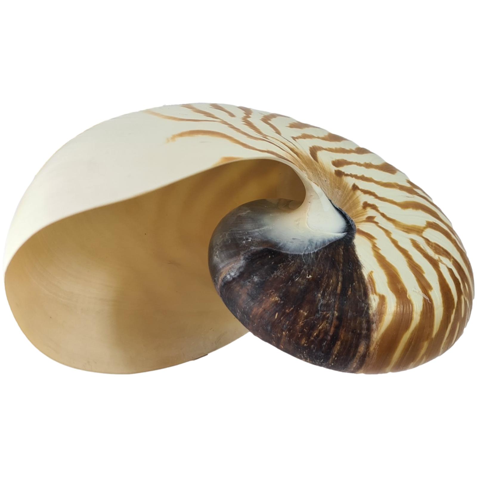 Bild von Gehäuse Nautilus ca. 12 cm