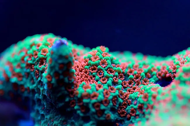Bild von Montipora im Meerwasser Aquarium