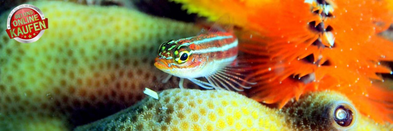Kategorie Meersalz für Aquarien