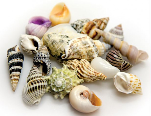 Hobby Sea Shells Set L (Schneckenhäuser 5 St.)