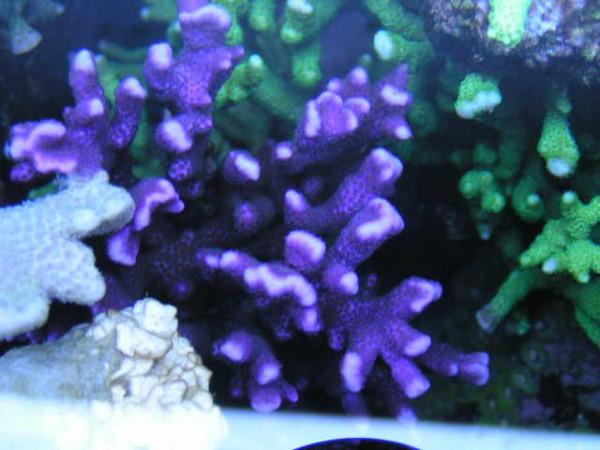 Korallenableger Montipora astförmig lila / kirsch