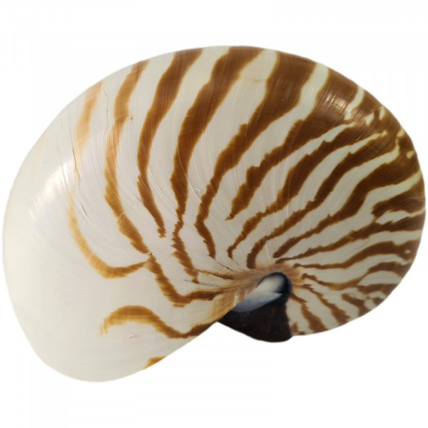 Gehäuse Nautilus ca. 12 cm