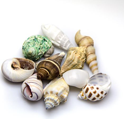Hobby Sea Shells Set M (Schneckenhäuser 10 St.)
